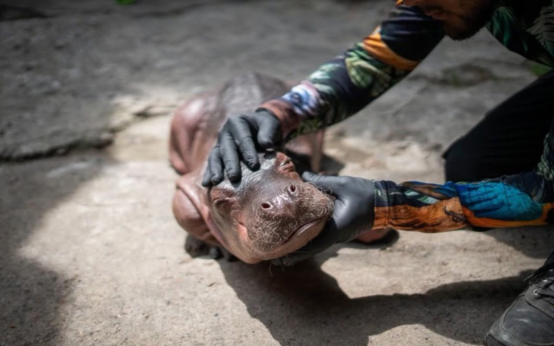 Muere hipopótamo recién nacido tras ser rescatado en Colombia