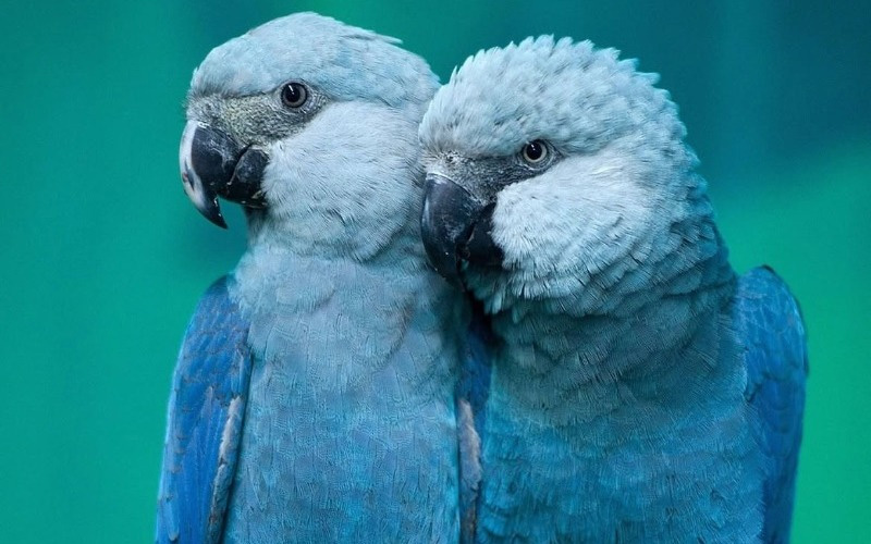 Zoológico belga logra criar los tres tipos de guacamayo azul del mundo