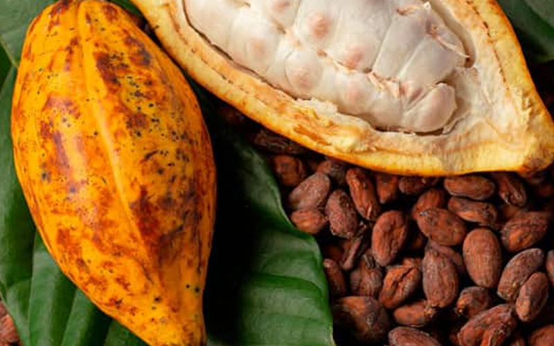 Productores carabobeños aprenden nuevas técnicas para transformar el cacao